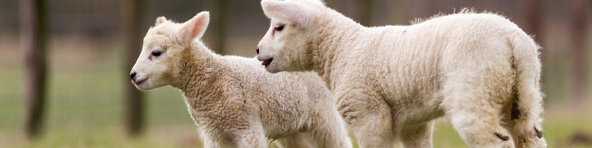 Organically Reared Lamb - SaveCo Online Ltd