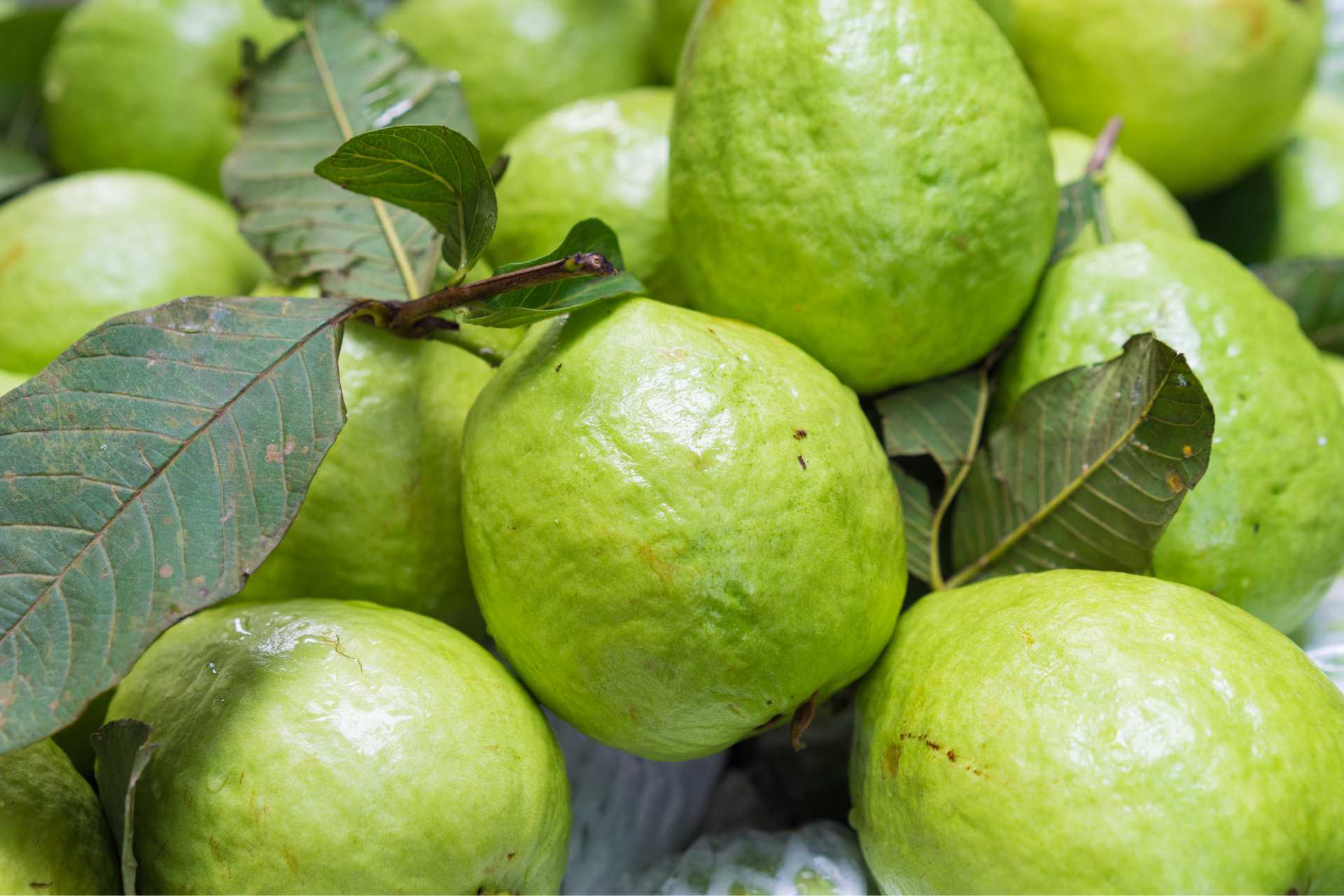 Understanding The Understated: Health Benefits Of Guava