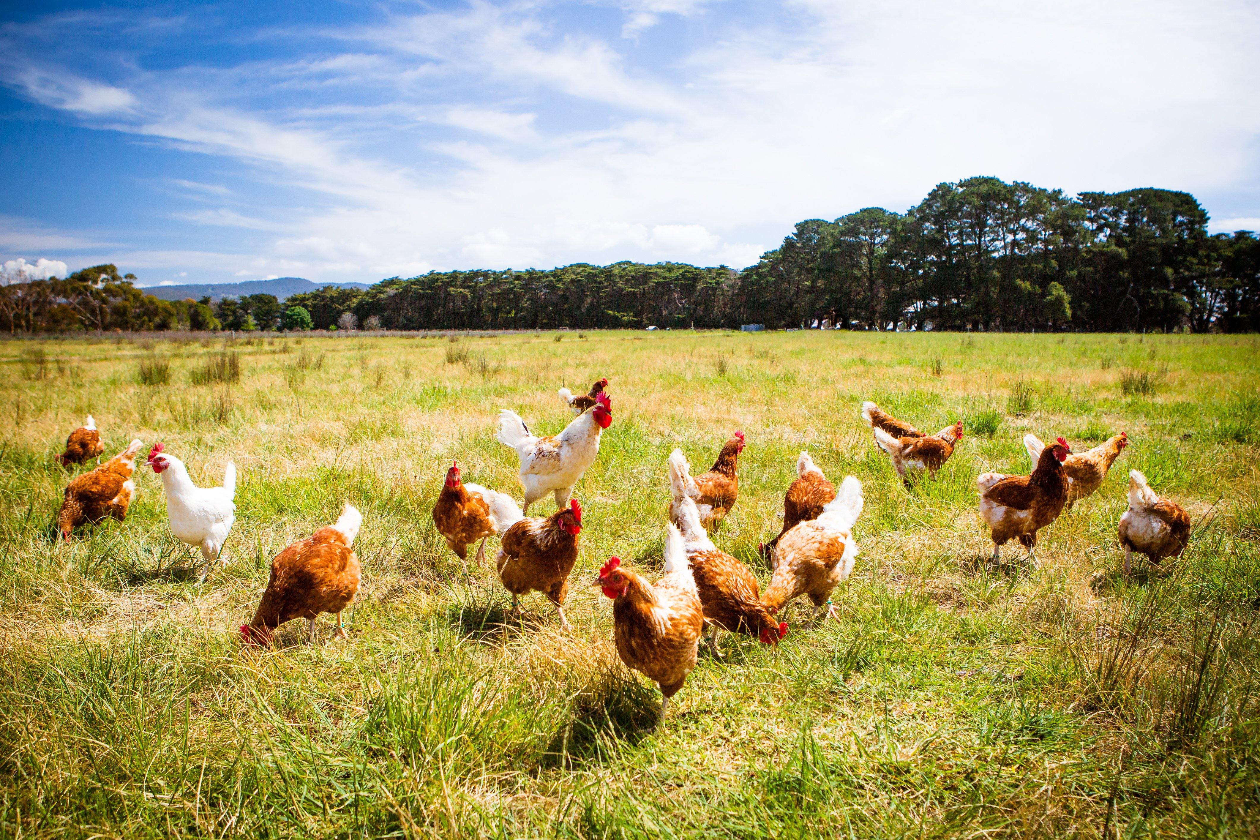 Halal Organic Chicken & Free Range Chicken SaveCo Online Ltd