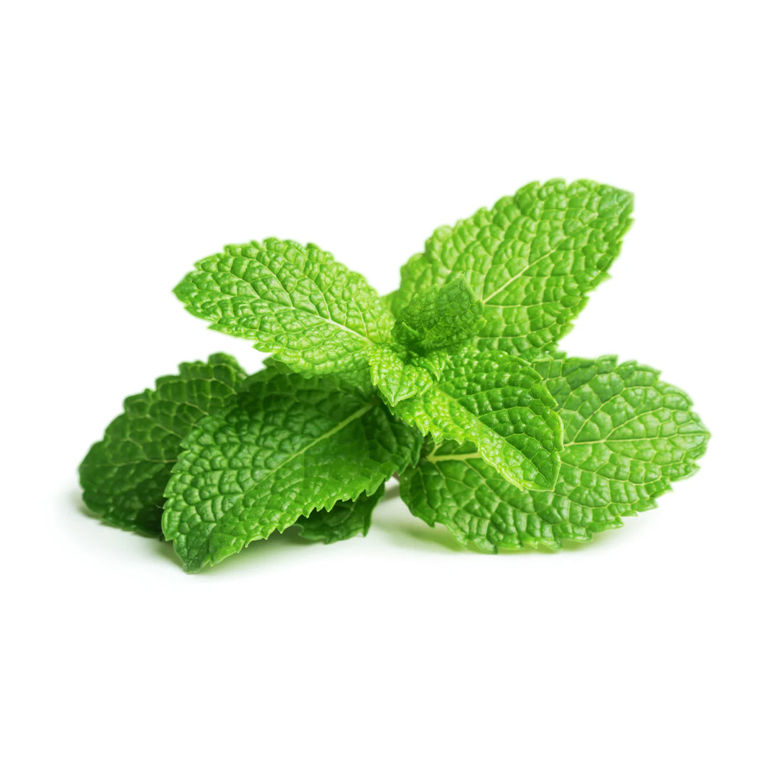 Fresh Mint - SaveCo Cash & Carry