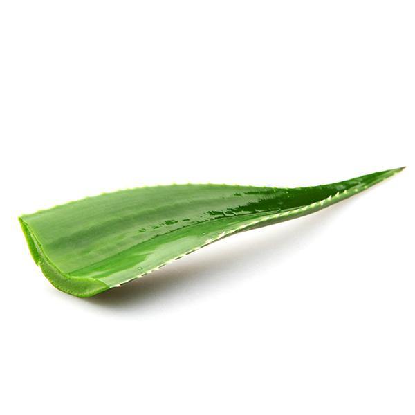 Aloe Vera Leaf SaveCo Online Ltd